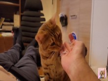 Kitty caliente te chupa deliciosamente... . Comer coño mientras te mira